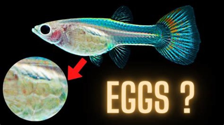 How do I know if my GREY tank is full?