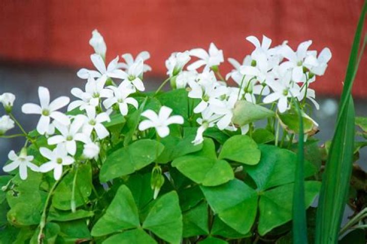 What to use for Shamrock decor at Wayfair?